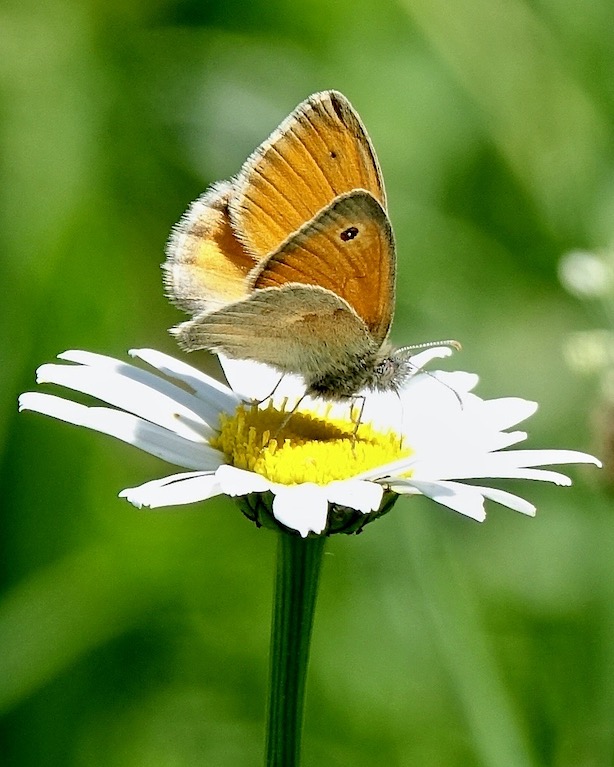 small heath